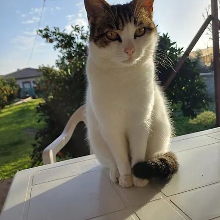 Ayla Fethiye