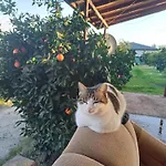 Ayla Willa *